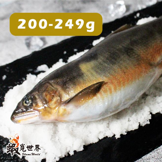 爆蛋母香魚(200-249g)