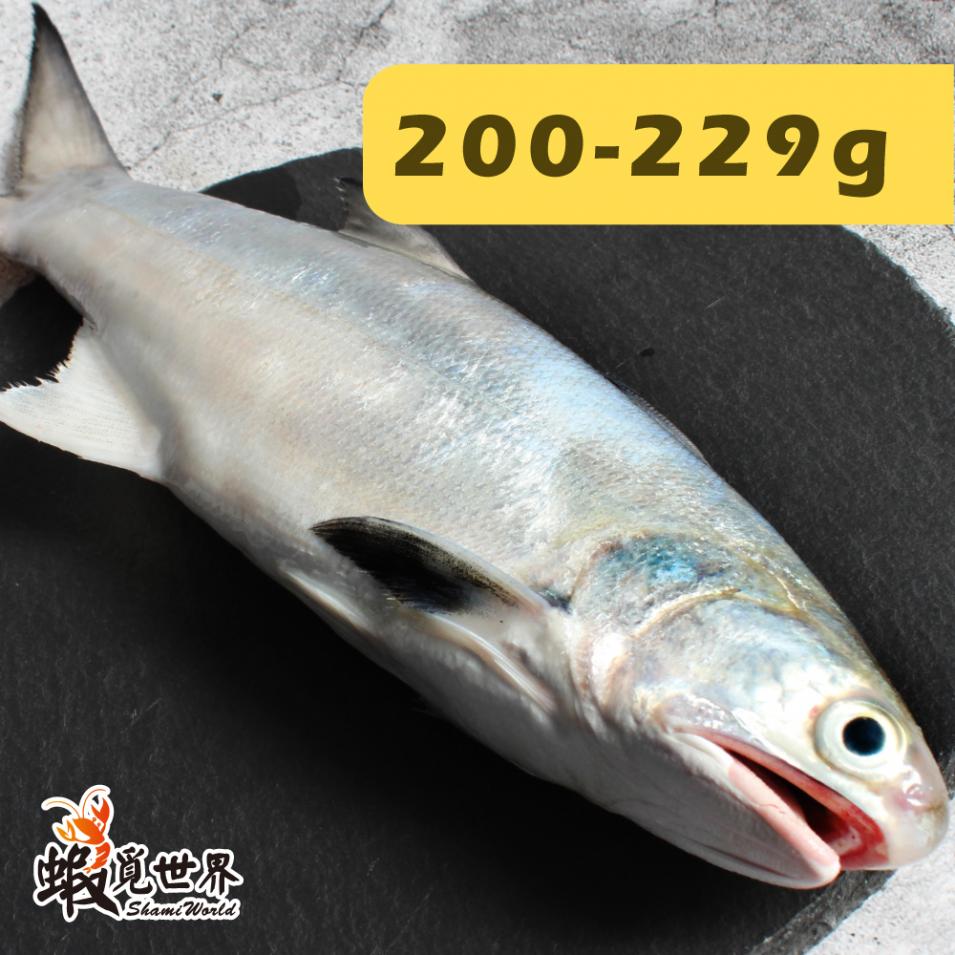 台灣野生午仔魚(200-229g)