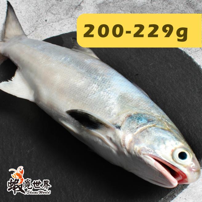 台灣野生午仔魚(200-229g)
