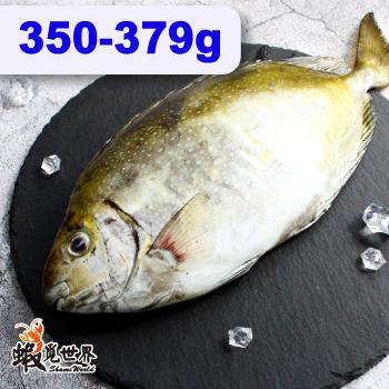 台灣野生象魚(臭肚)(350-379g)