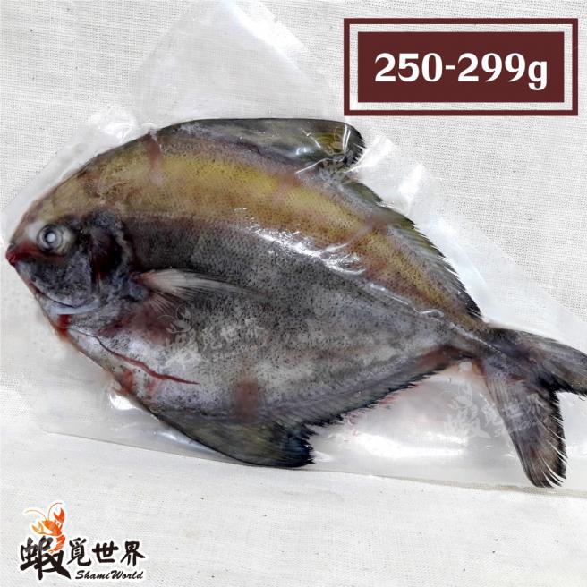 台灣野生黑鯧魚(250-299g)