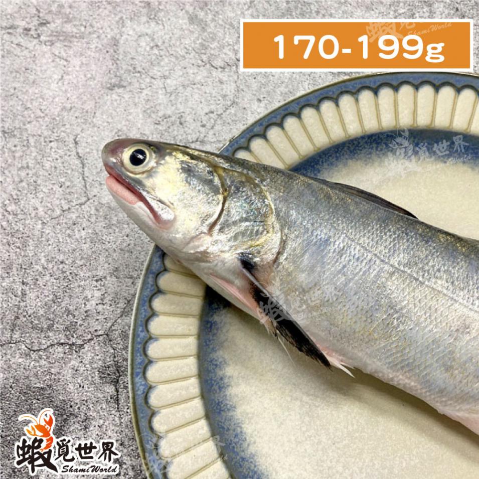 台灣野生午仔魚(170-199g)