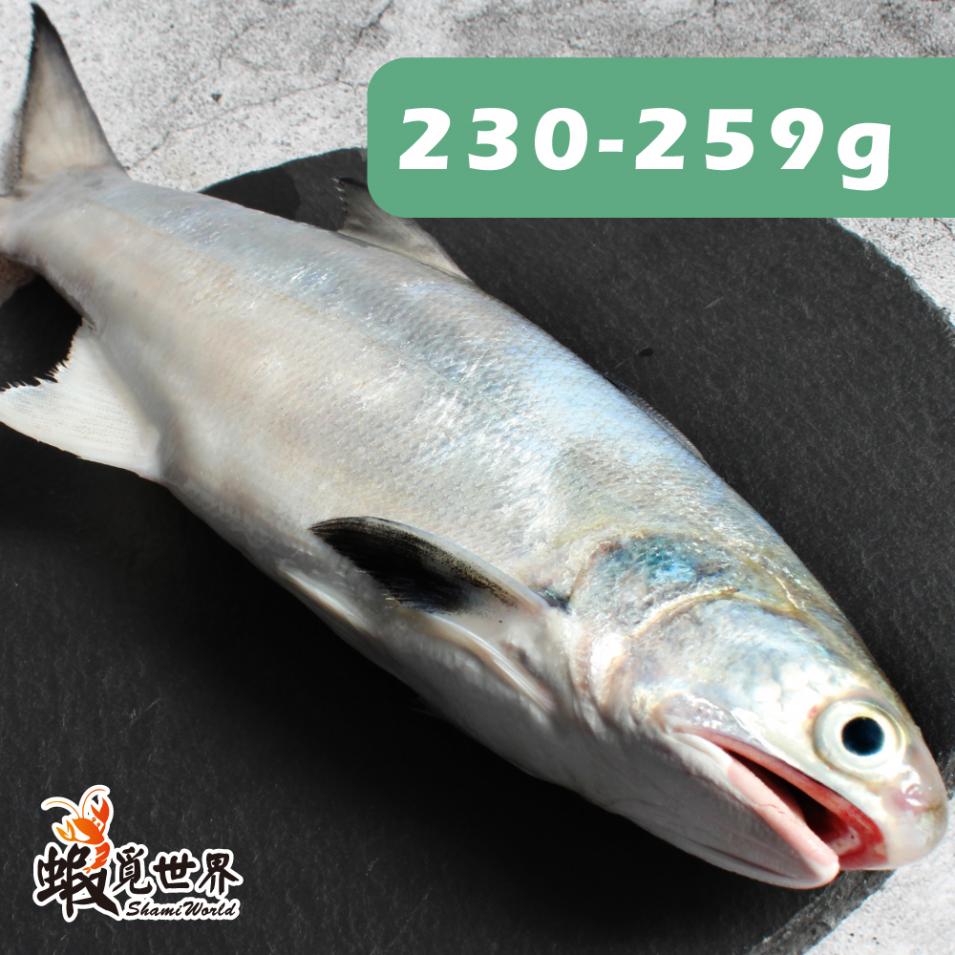 台灣野生午仔魚(230-259g)