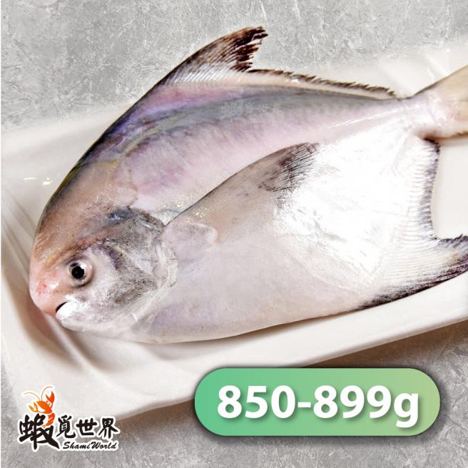 台灣野生正白鯧(850-899g/尾)