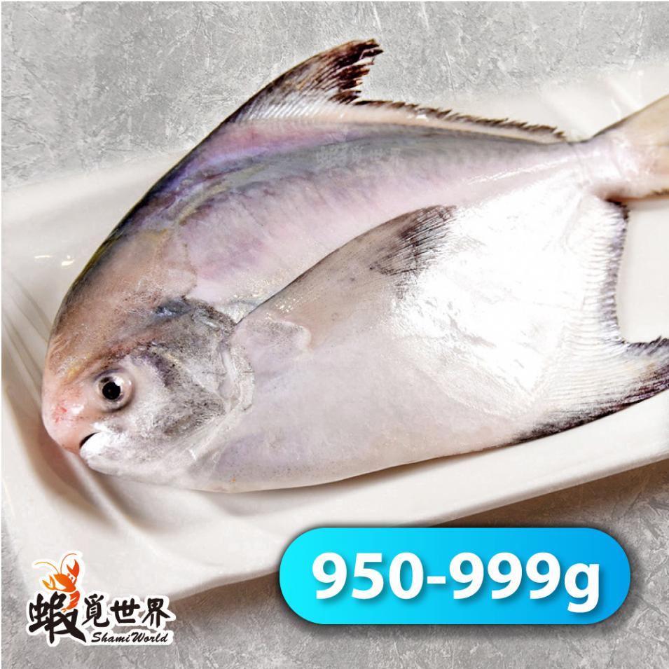 台灣野生正白鯧(950-999g/尾)