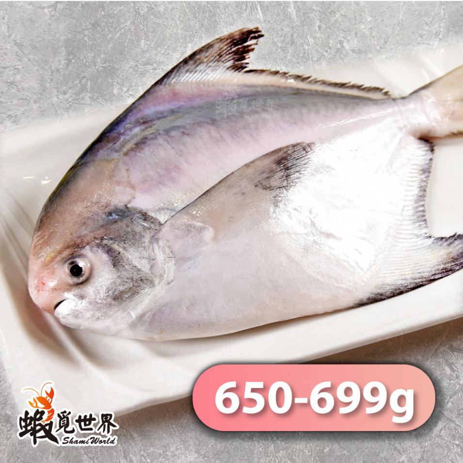 台灣野生白鯧(650-699g/尾)