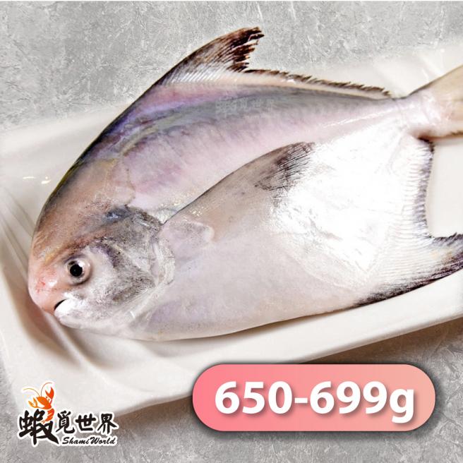 台灣野生白鯧(650-699g/尾)