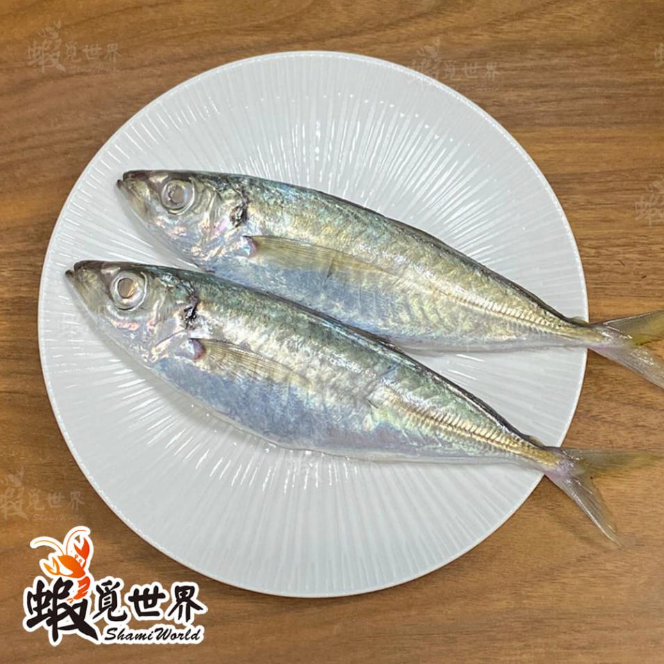 台灣野生竹筴魚(230-269g)