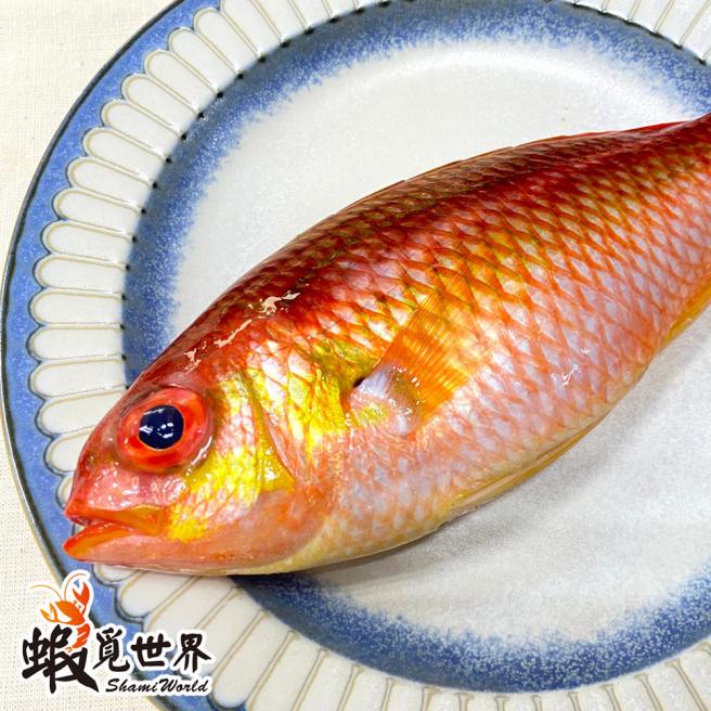 台灣野生海鯽魚-大尾(161-180g/尾)