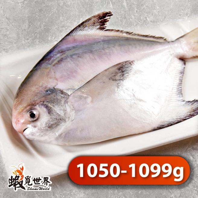 台灣野生正白鯧(1050-1099g/尾)