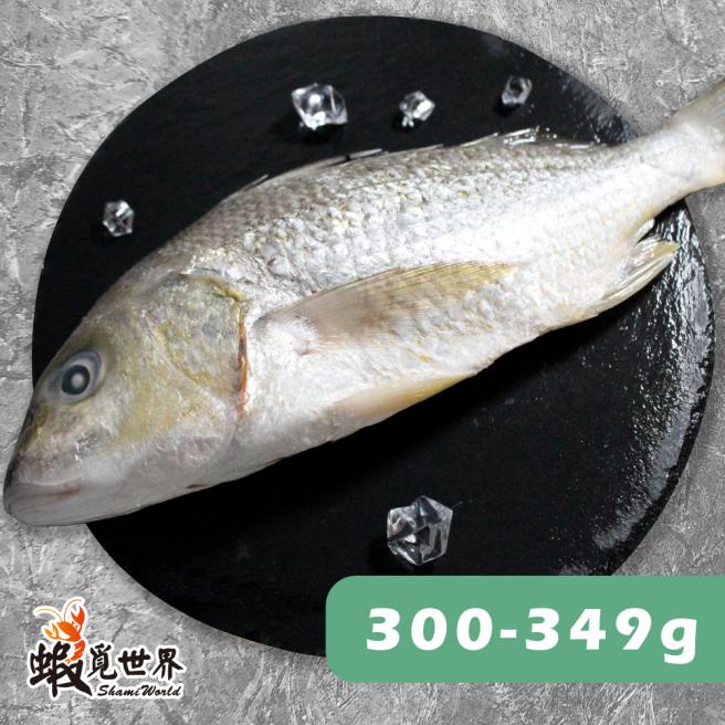 台灣野生石鱸魚(300-349g)