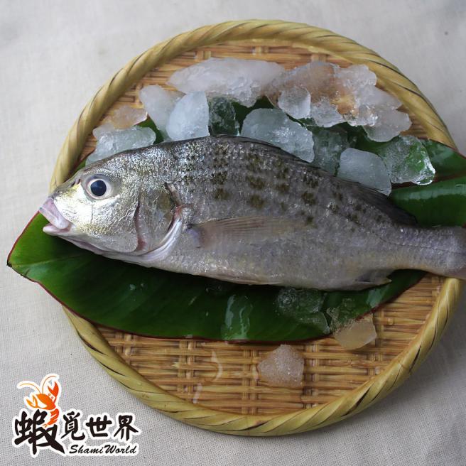台灣野生石鱸魚(451-500g)