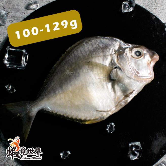 台灣野生三角魚(100-129g/尾)