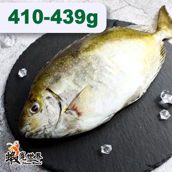 台灣野生象魚(臭肚)(410-439g)
