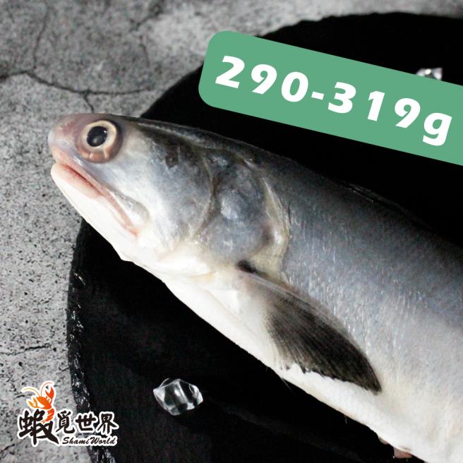 台灣野生午仔魚(290-319g)