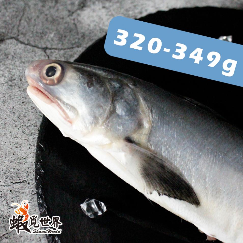 台灣野生午仔魚(320-349g)
