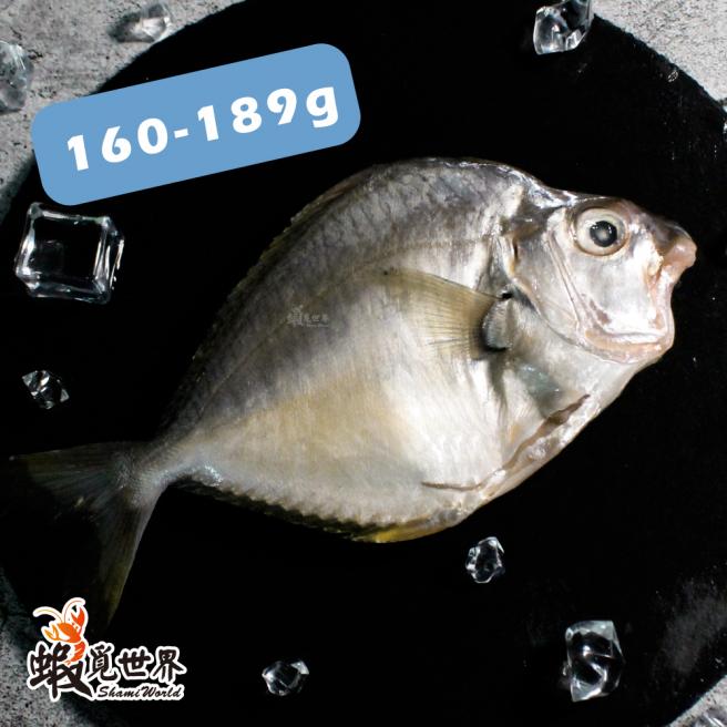 台灣野生三角魚(160-189g/尾)