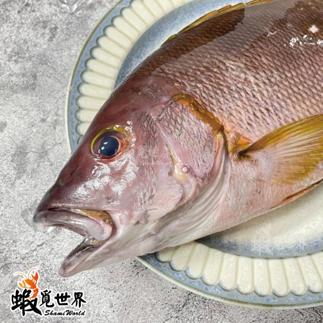 台灣野生海雞母(575g/尾)