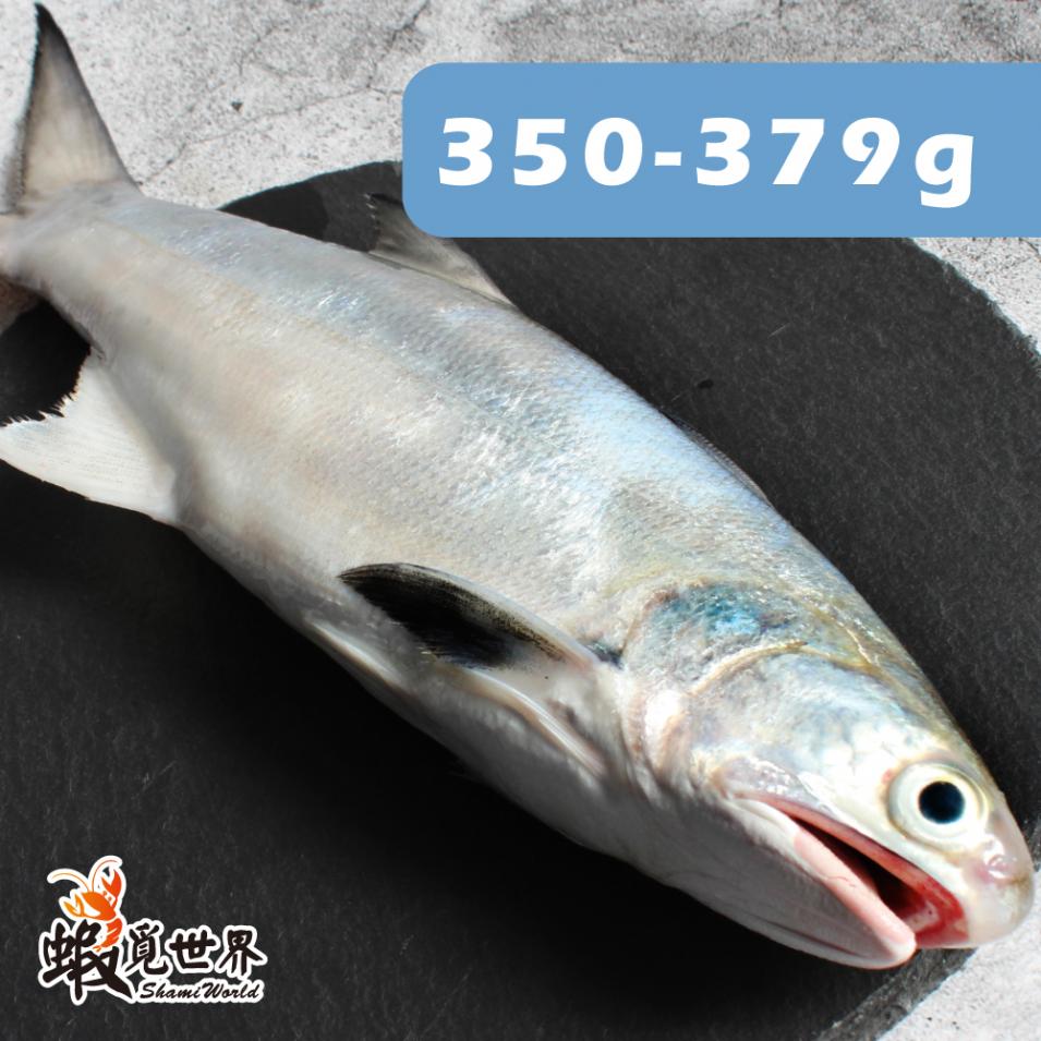 台灣野生午仔魚(350-379g)