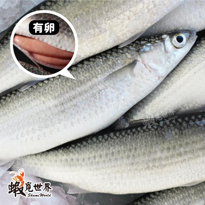 4/5尾入-悠活豆仔魚(有卵)(320g)