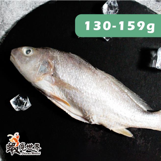 台灣野生春子魚(130-159g)