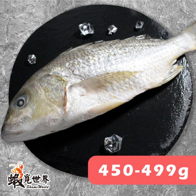 台灣野生石鱸魚(450-499g)