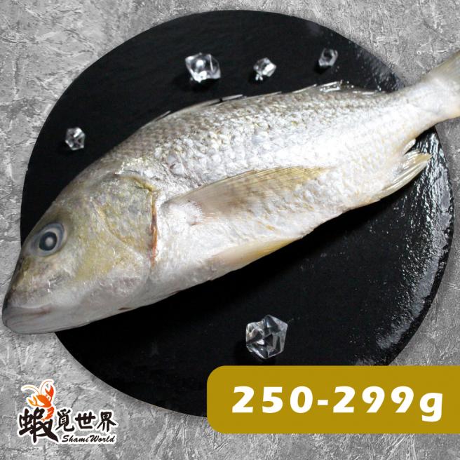 台灣野生石鱸魚(250-299g)