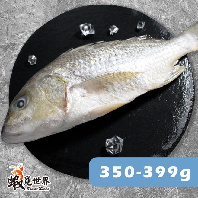 台灣野生石鱸魚(350-399g)