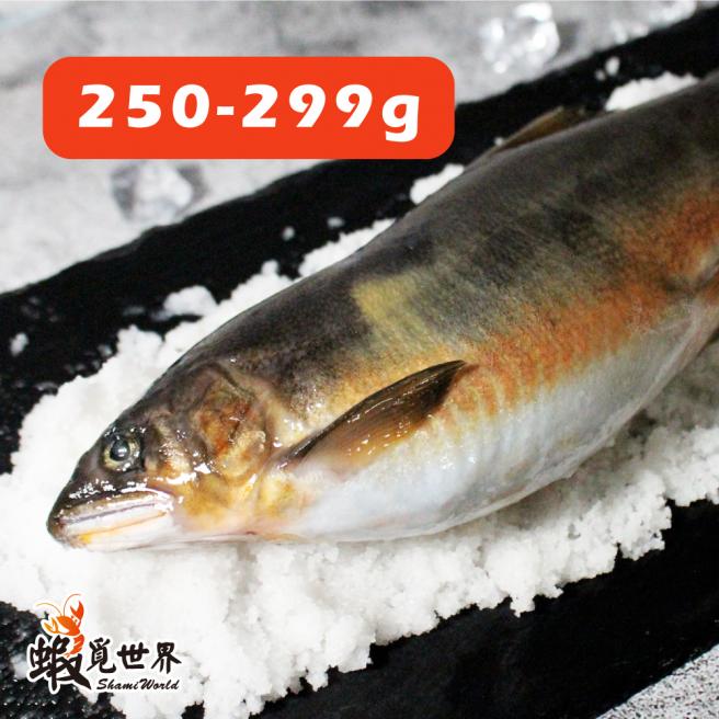爆蛋母香魚(250-299g)