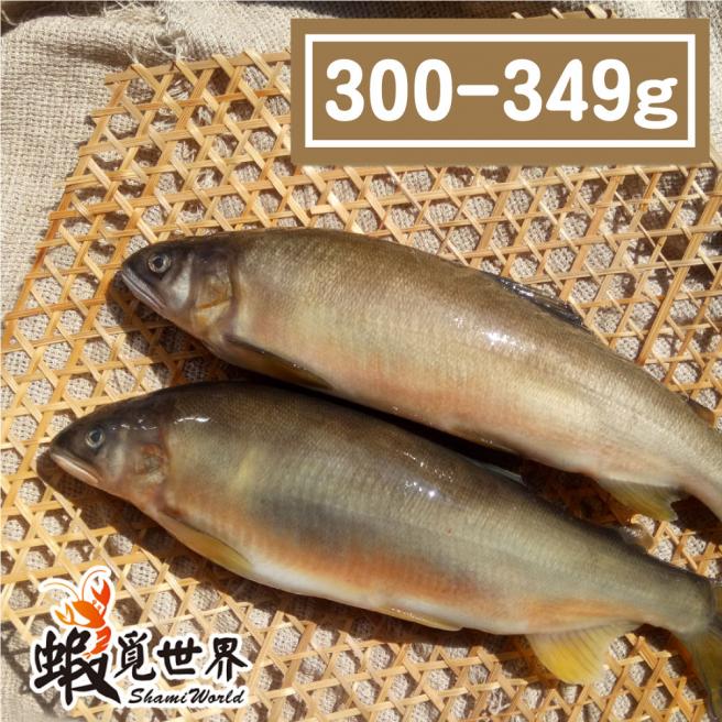 爆蛋母香魚(300-349g)