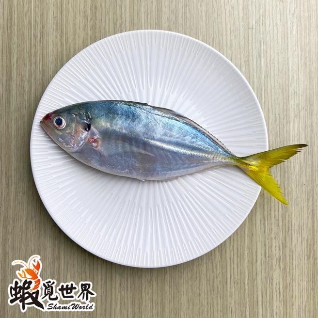 台灣野生黃尾瓜仔魚(300g)