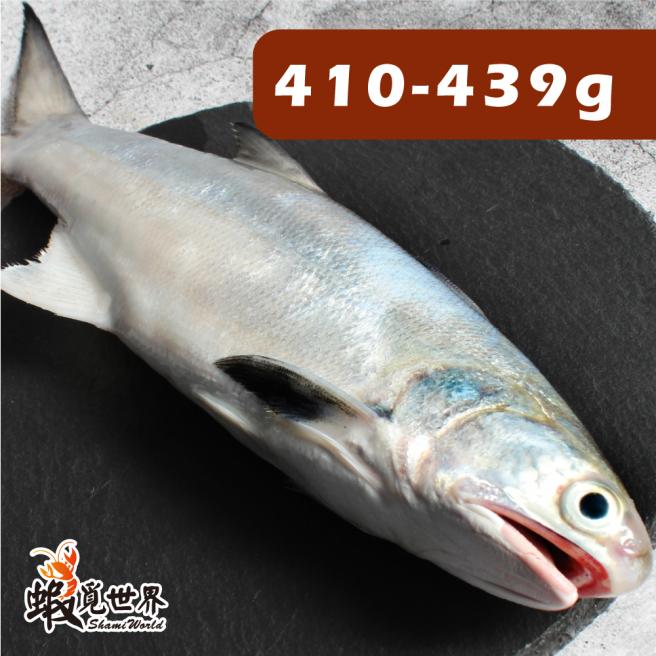台灣野生午仔魚(410-439g)