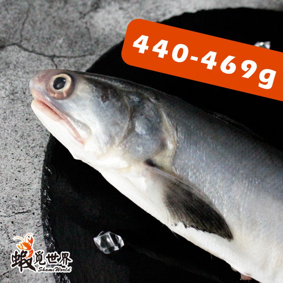 台灣野生午仔魚(440-469g)
