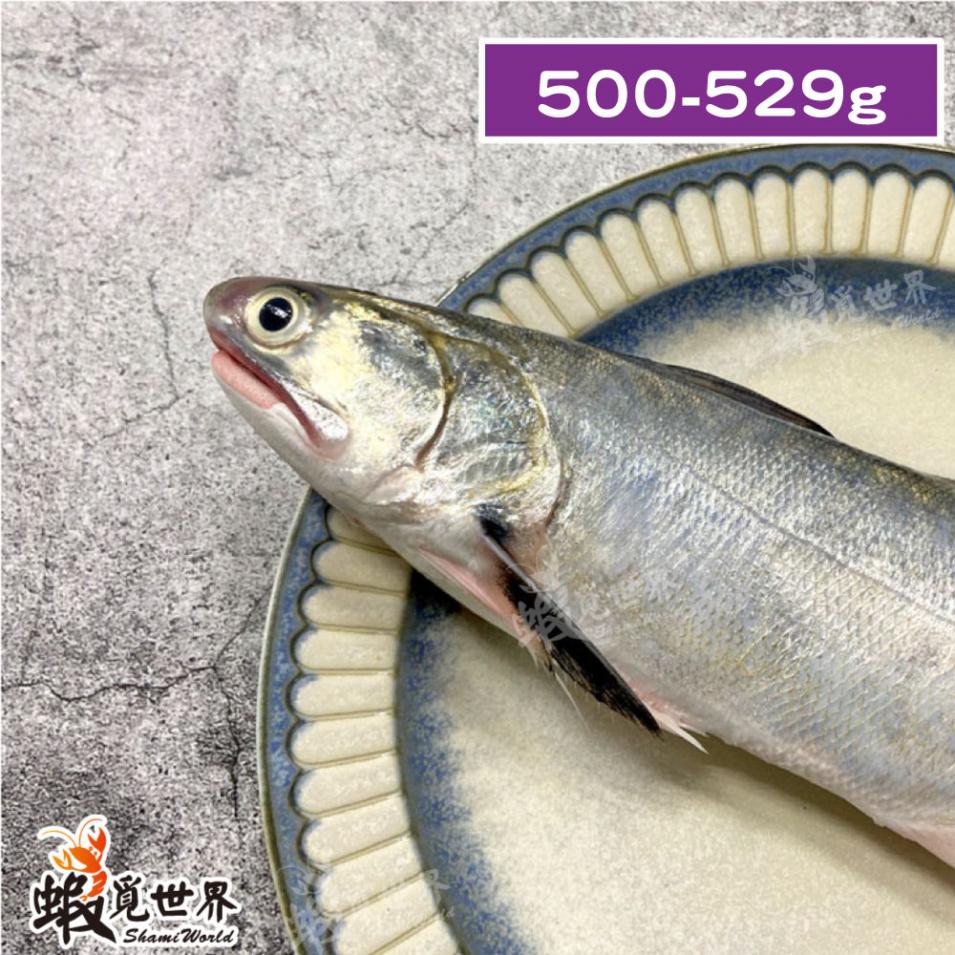 台灣野生午仔魚(500-529g)