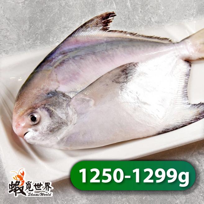 台灣野生正白鯧(1250-1299g/尾)