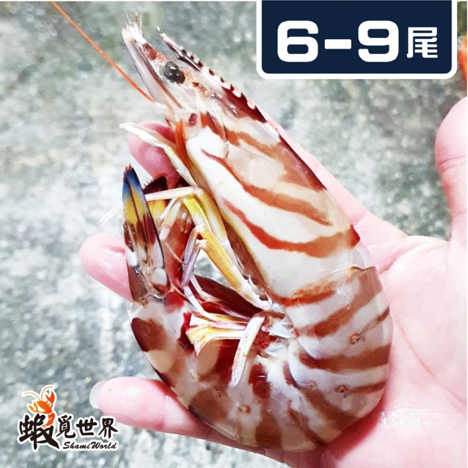 6-9尾/活凍野生明蝦(500g)