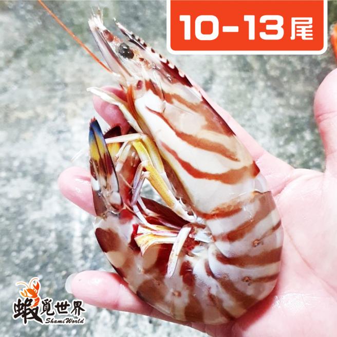 10-13尾/活凍野生明蝦(500g)