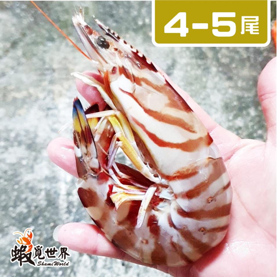4-5尾/活凍野生明蝦(500g)