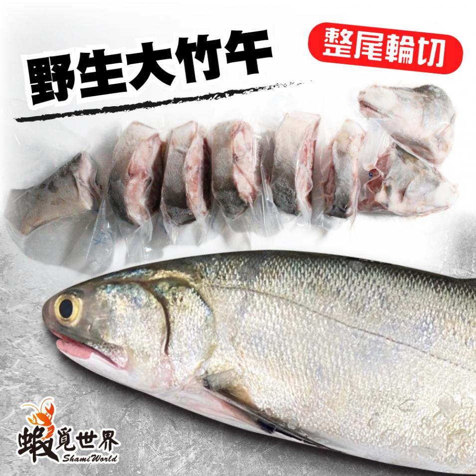 手釣野生大竹午(整尾1274g)