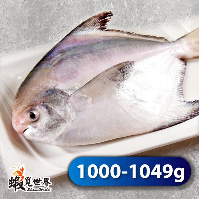 台灣野生正白鯧(1000-1049g/尾)