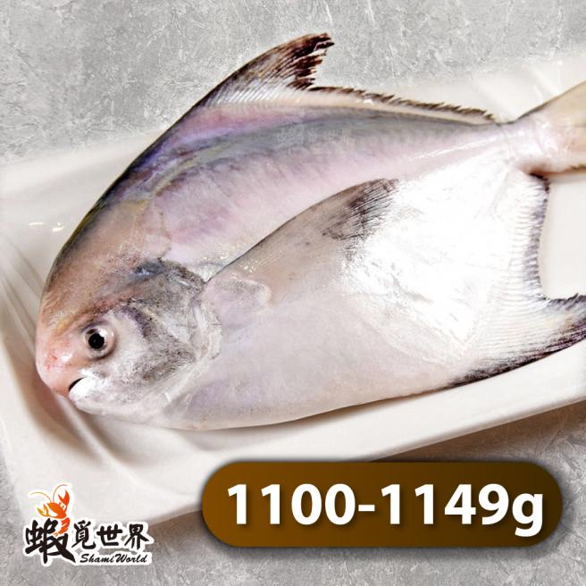 台灣野生正白鯧(1100-1149g/尾)