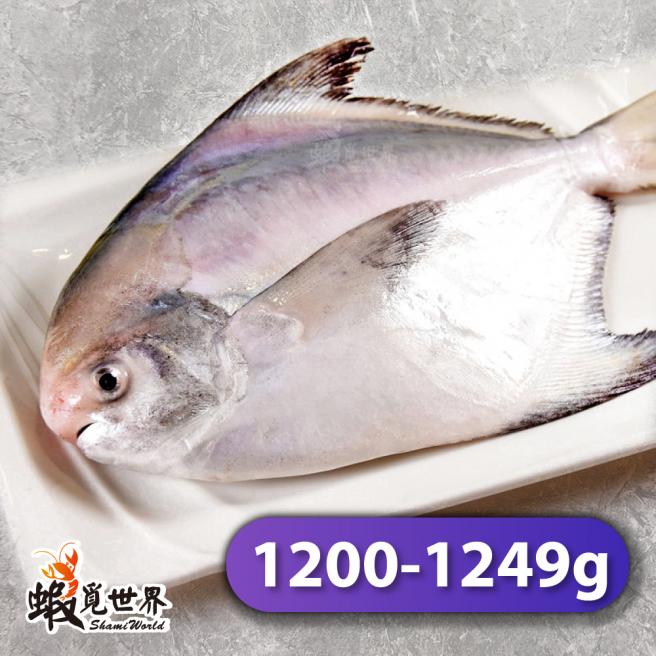 台灣野生正白鯧(1200-1249g/尾)