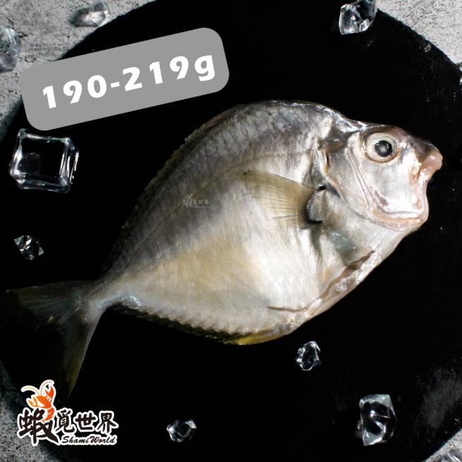台灣野生三角魚(190-219g/尾)