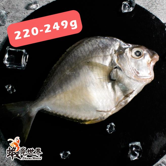 台灣野生三角魚(220-249g/尾)