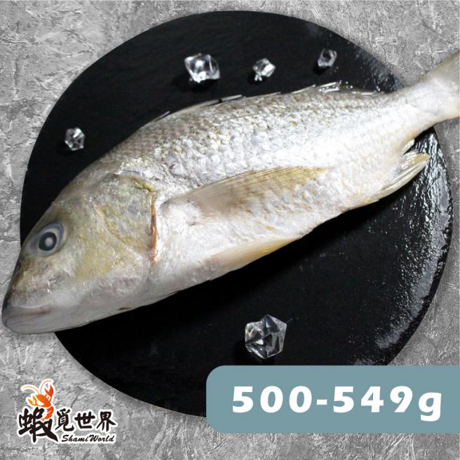 台灣野生石鱸魚(500-549g)