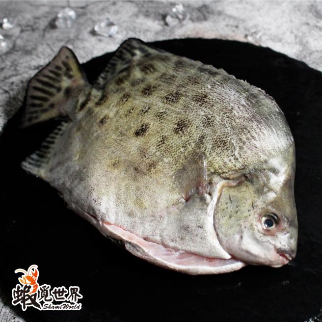 金錢魚(變身苦)(250g以上)