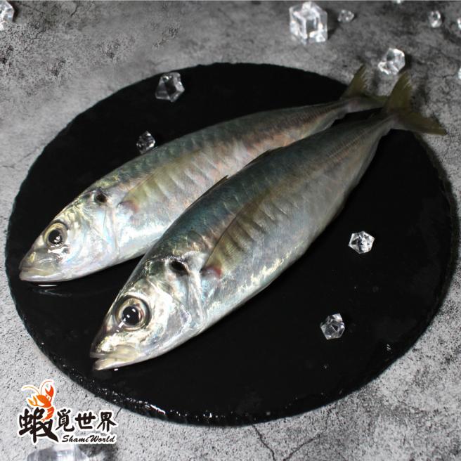 台灣野生竹筴魚(230-269g/2尾入)