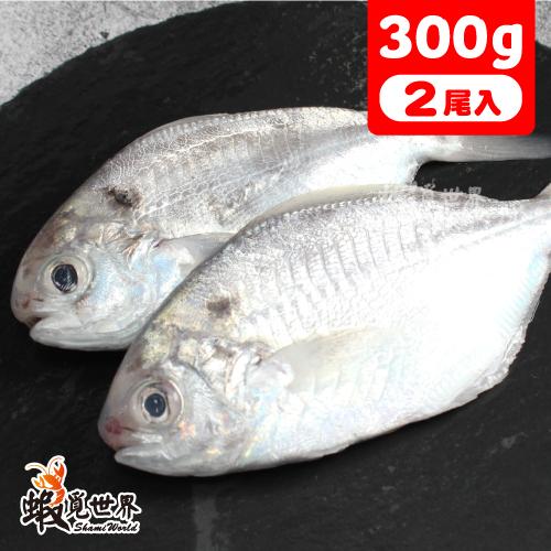 2尾入/海撈肉魚(300g)