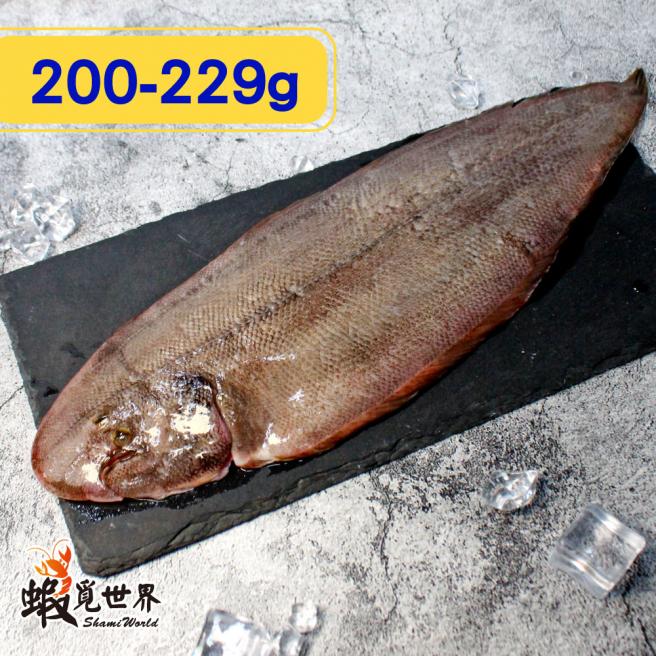 台灣野生龍舌魚(200-229g)