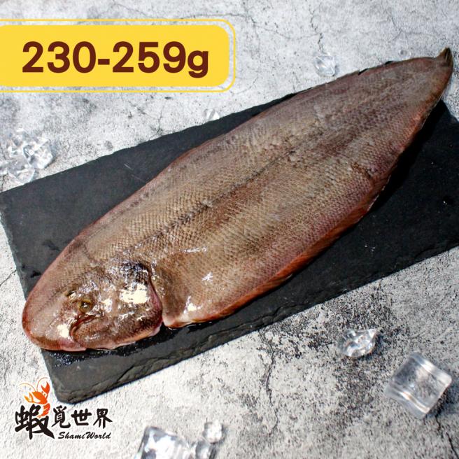 台灣野生龍舌魚(230-259g)